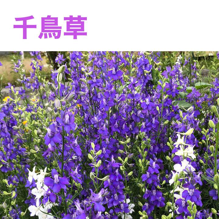 花の種 千鳥草 ラークスパー メルカリ