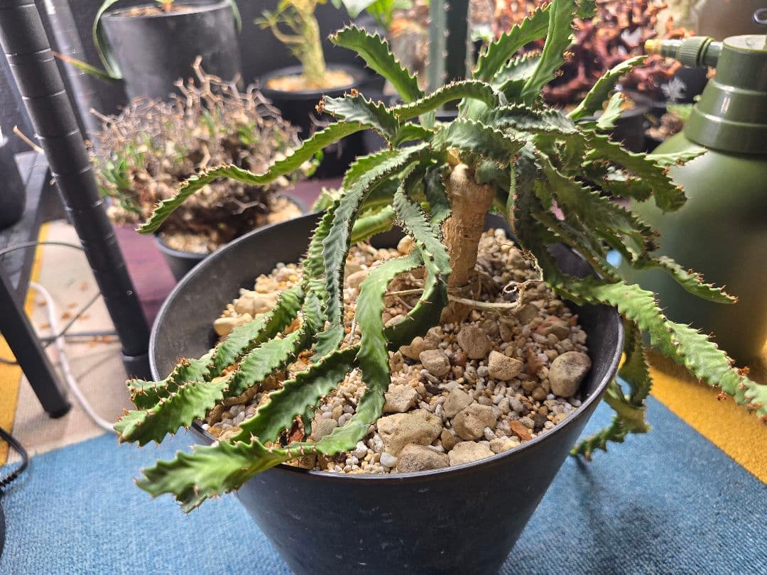 飛竜　ユーフォルビア・ステラータ