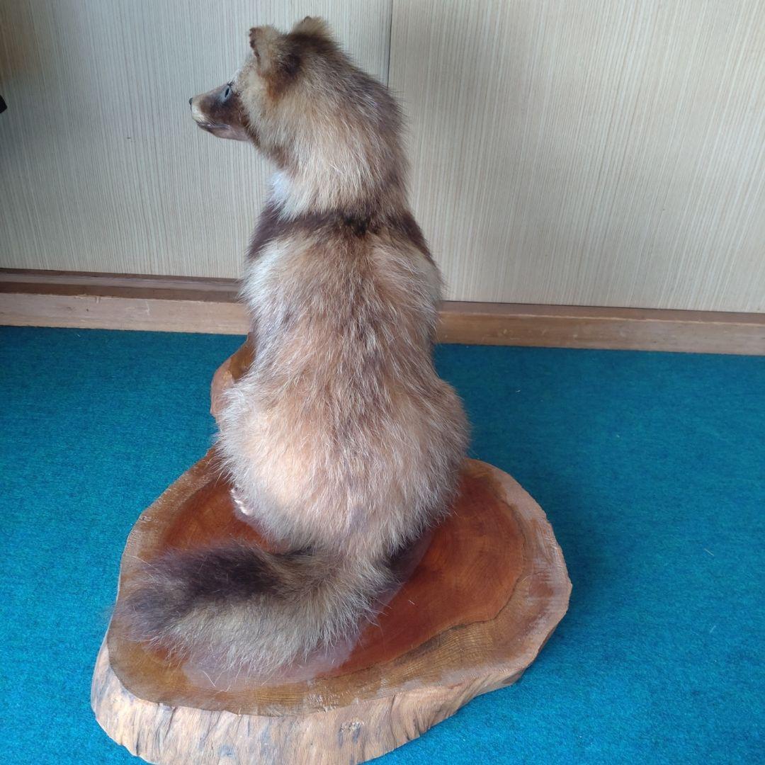 たぬき剥製