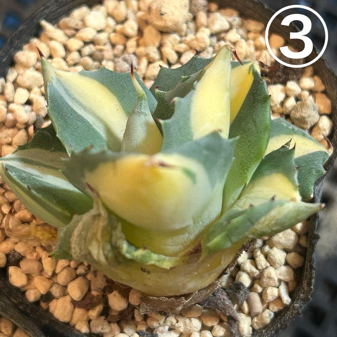 たま様 ご確認用です♡♡ たま様 ご確認用です♡♡