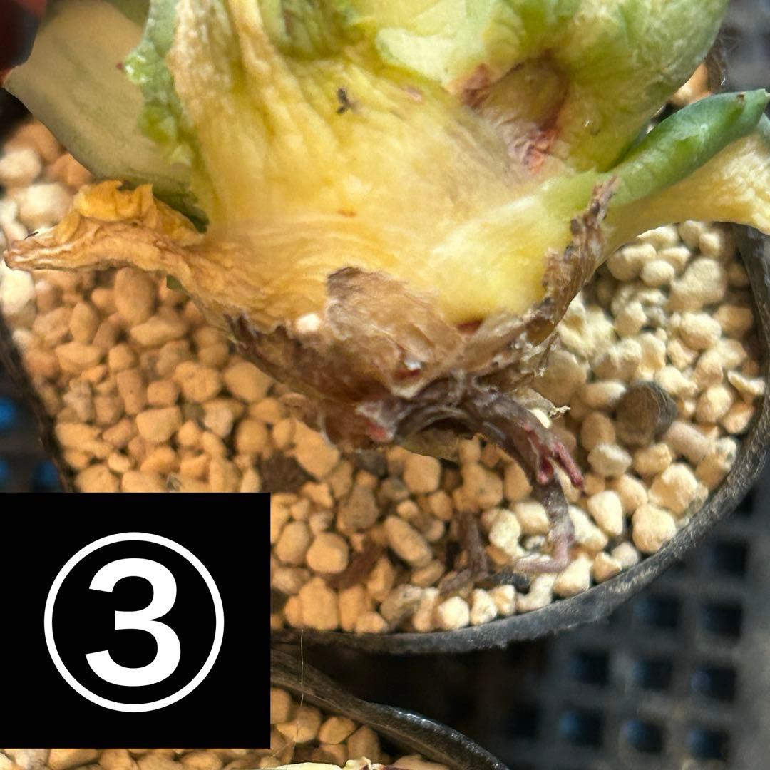 たま様 ご確認用です♡♡ たま様 ご確認用です♡♡