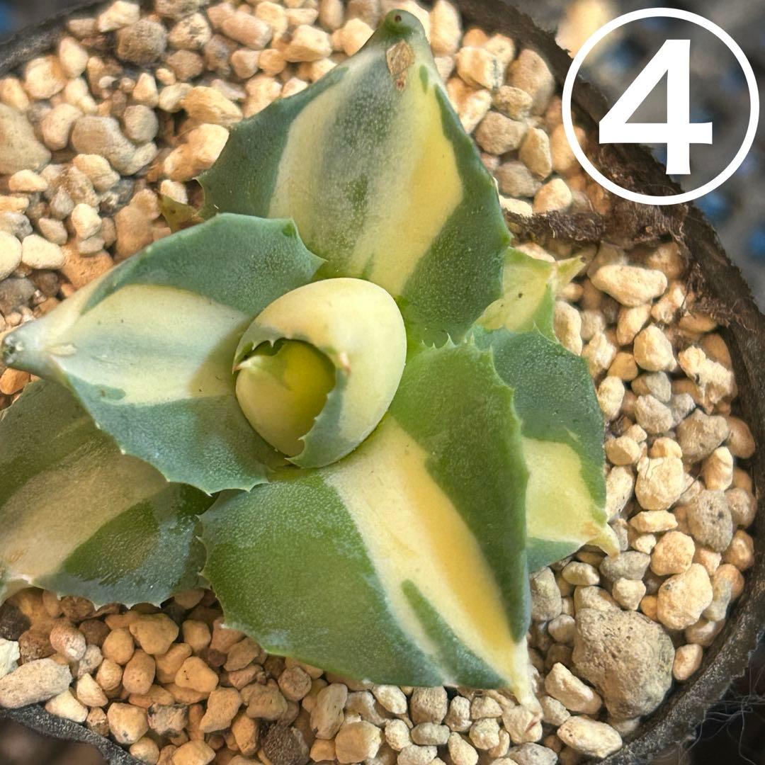 たま様 ご確認用です♡♡ たま様 ご確認用です♡♡