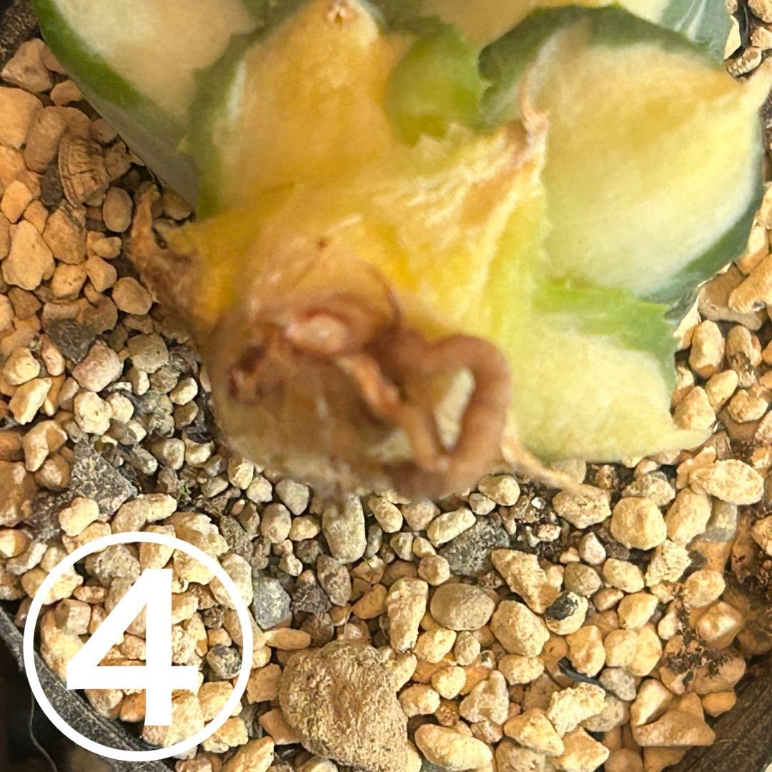 たま様 ご確認用です♡♡ たま様 ご確認用です♡♡