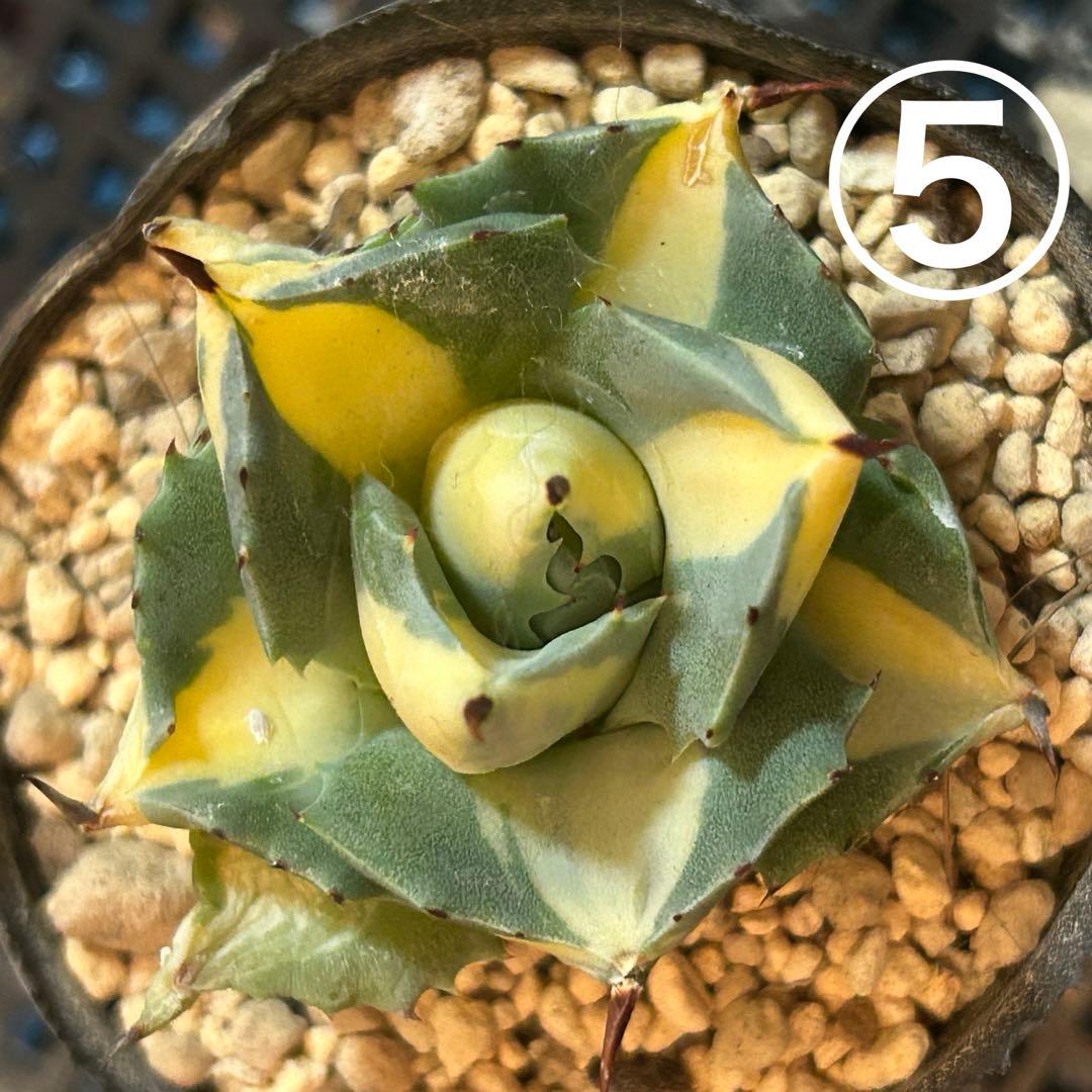 たま様 ご確認用です♡♡ たま様 ご確認用です♡♡