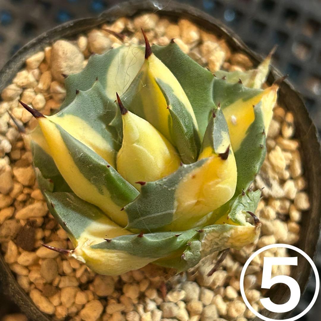 たま様 ご確認用です♡♡ たま様 ご確認用です♡♡