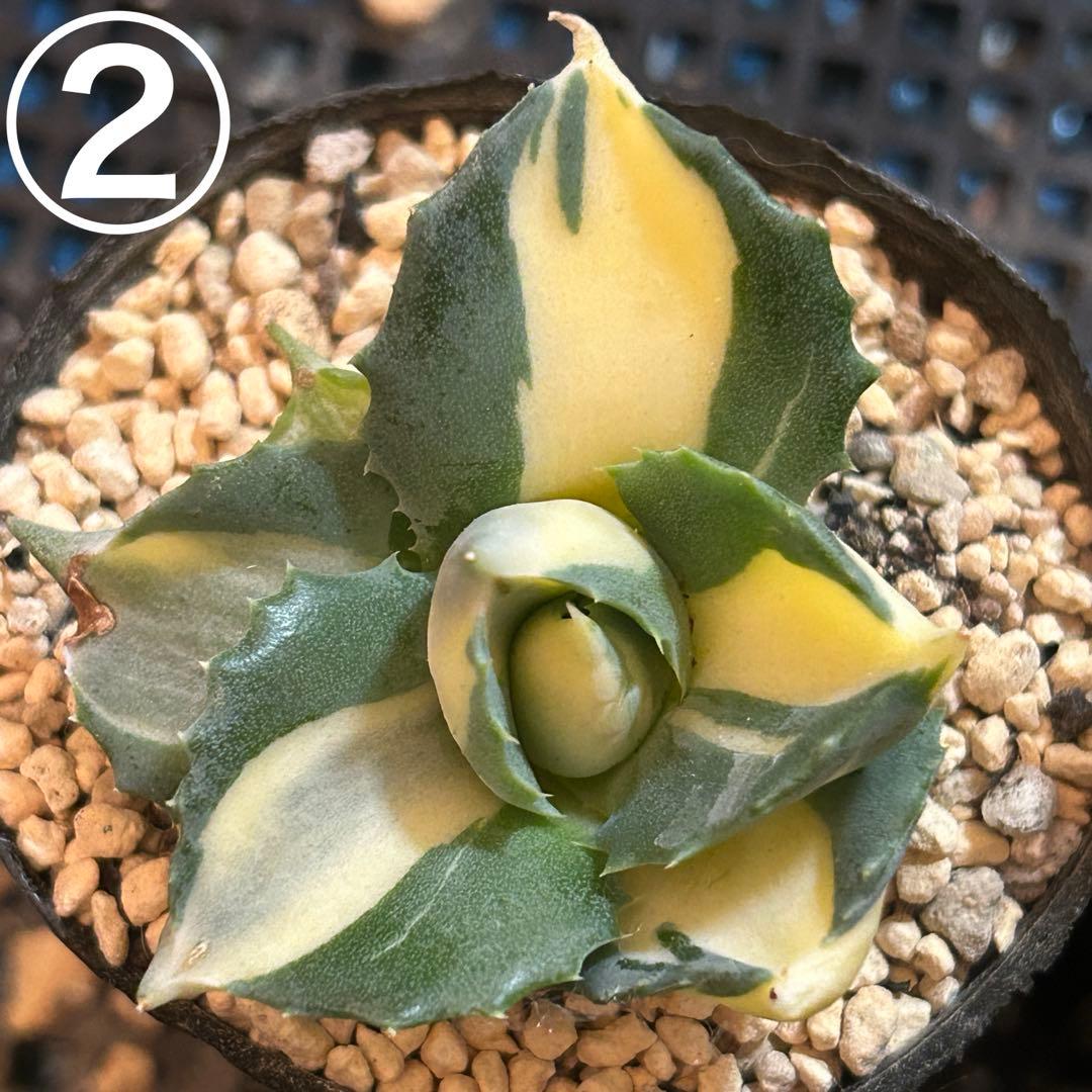 たま様 ご確認用です♡♡ たま様 ご確認用です♡♡