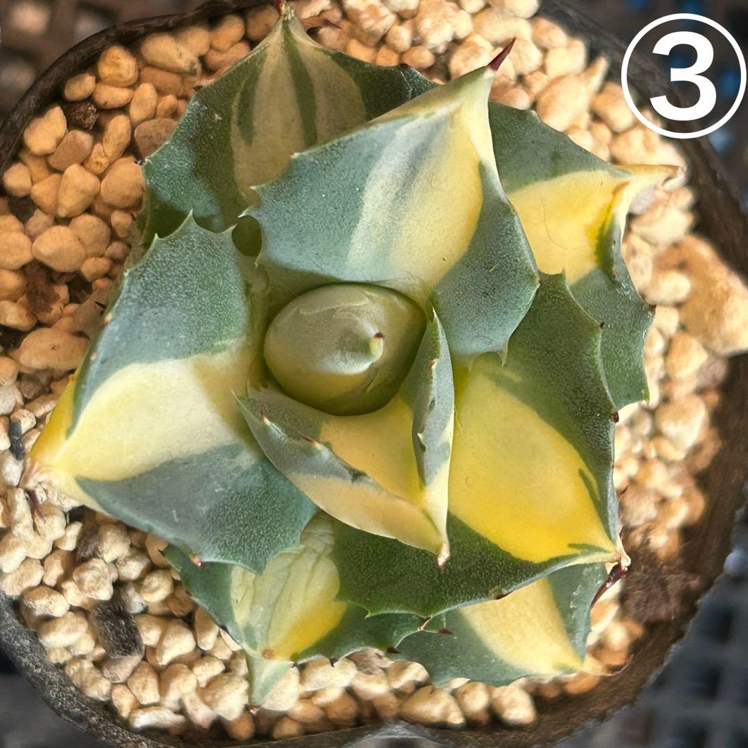 たま様 ご確認用です♡♡ たま様 ご確認用です♡♡