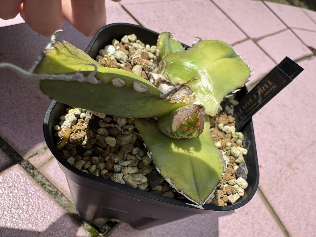 Agave titanota 