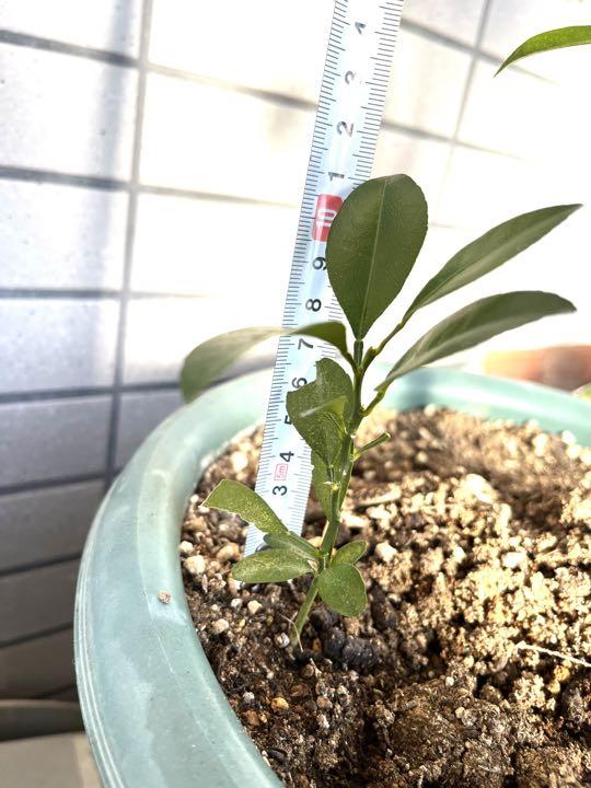 国産無農薬レモンの種から発芽した実生苗