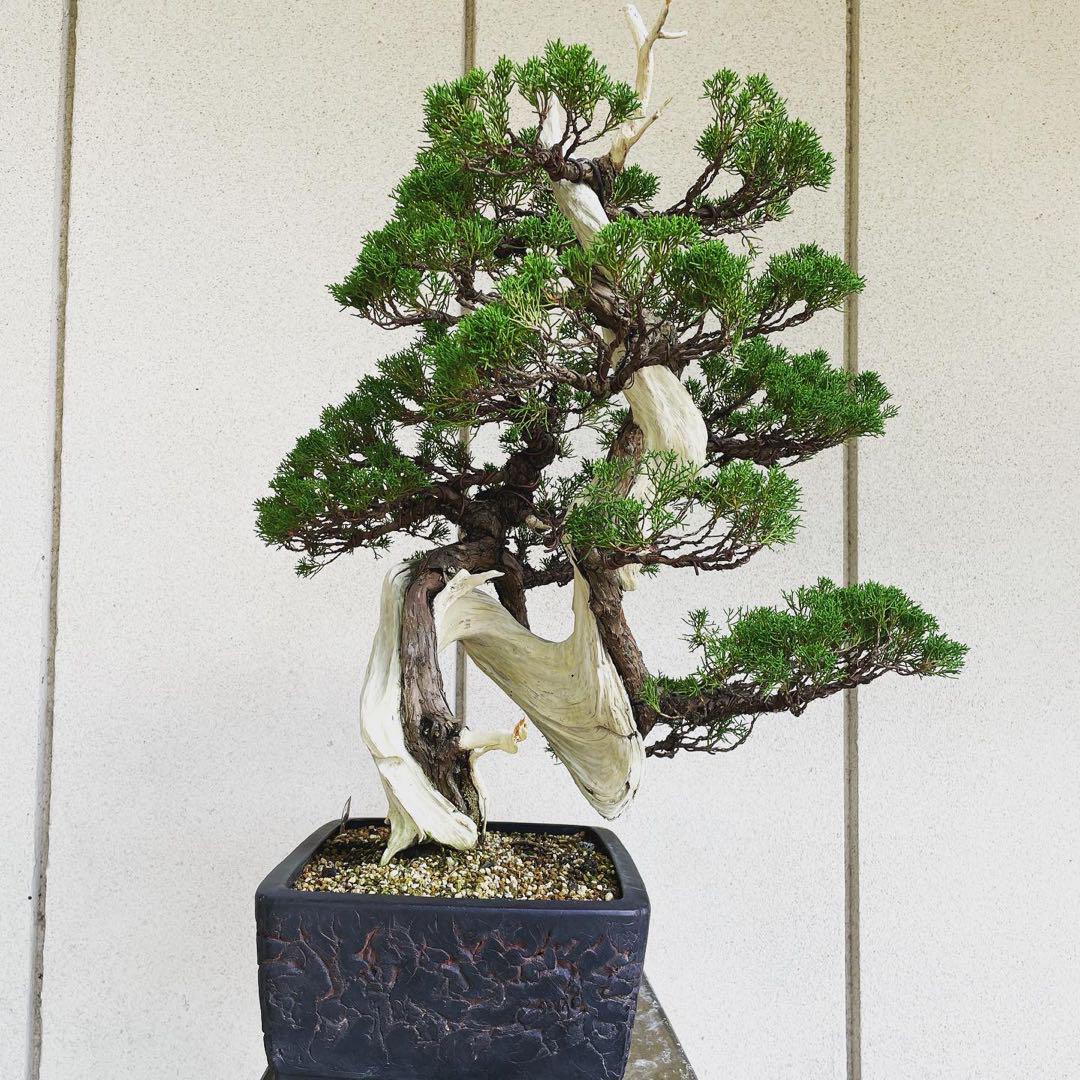 創作真柏　お値打ち　真柏【盆栽】黒松　五葉松　紅葉　BONSAI