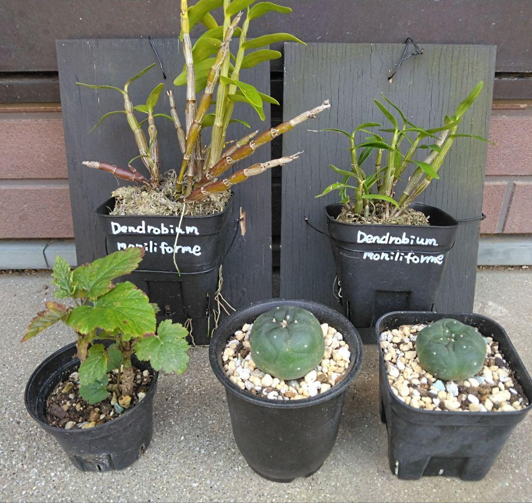 最終 グラキリス 大株 スリット鉢 実生 樹形良 塊根 植物 最終 グラキリス 大株 スリット鉢 実生 樹形良 塊根 植物