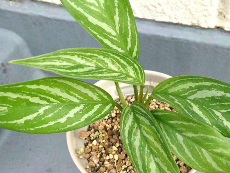 アグラオネマ カーティシーAglaonema “Curtisii”