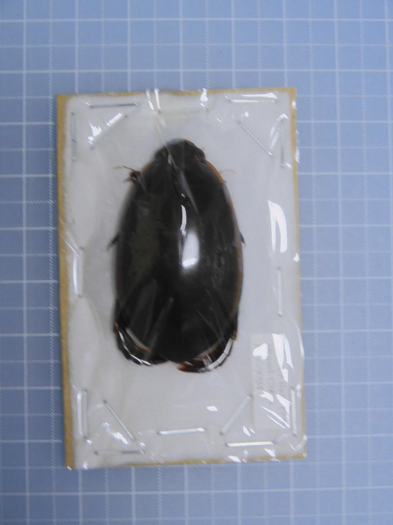マレーシア産　巨大ナナフシ　163mm マレーシア産 巨大ナナフシ 163mm 標本
