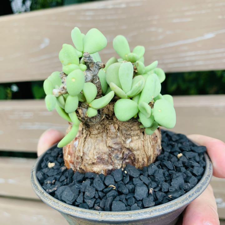 最高品質の
発根済み ケラリア ピグマエア 5.5cm 山中勇人 作家鉢 植物/観葉植物 最高品質の
発根済み ケラリア ピグマエア 5.5cm 山中勇人 作家鉢 植物/観葉植物