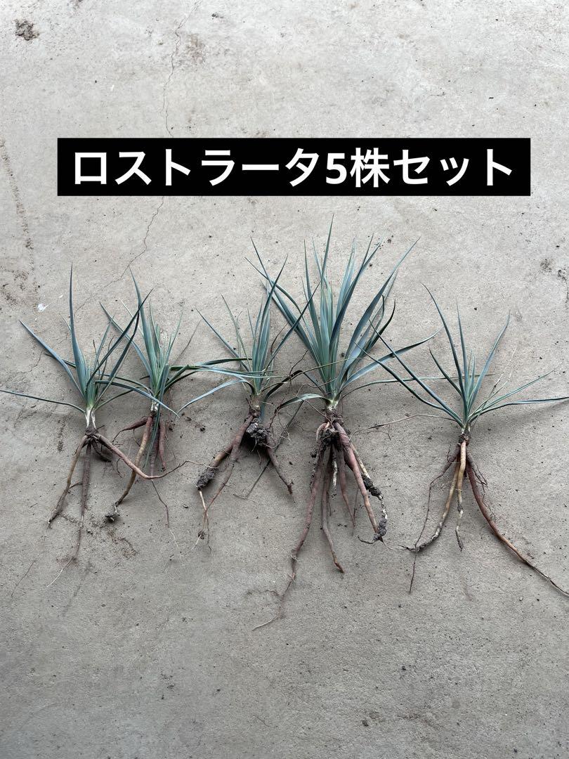 現品】ユッカ・カルネロサーナ 8号 2あ番 ユッカ