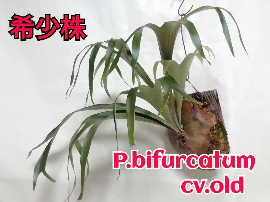 まりりんです　　P.bifurcatum old type 希少株