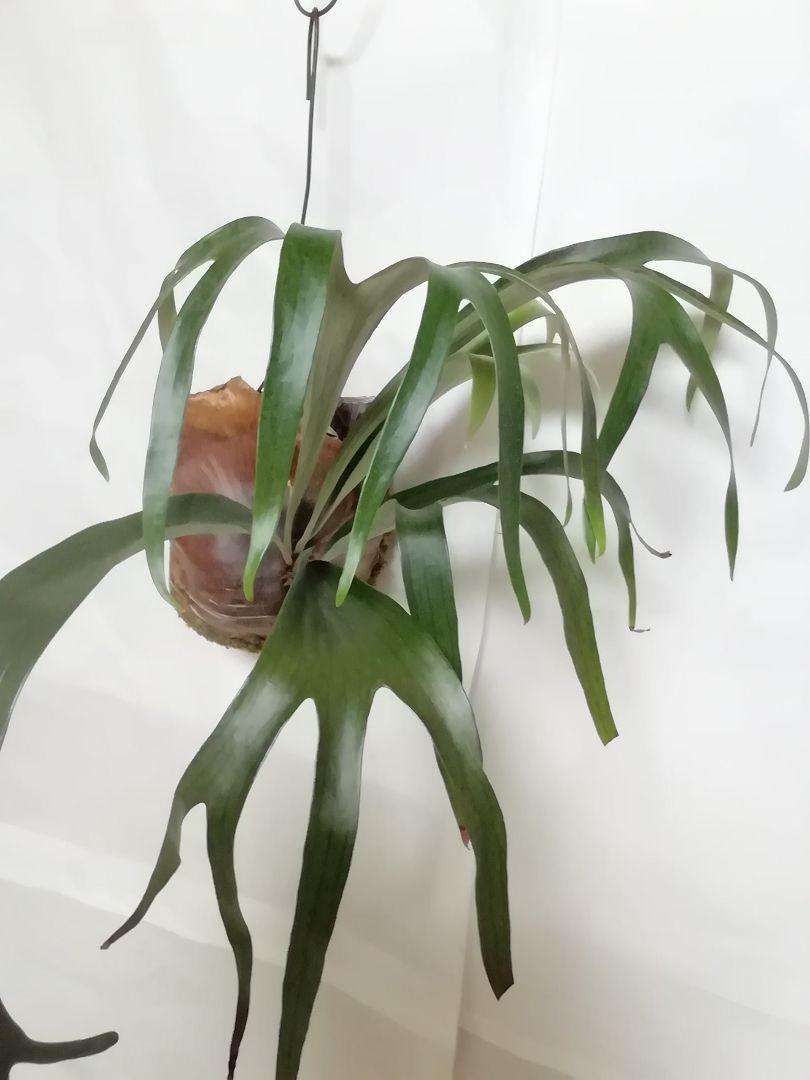 まりりんです　　P.bifurcatum old type 希少株 まりりん様専用です P.bifurcatum old type 希少株 - メルカリ