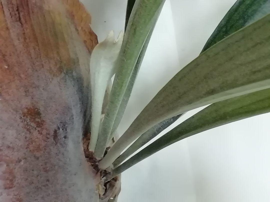 まりりんです　　P.bifurcatum old type 希少株 まりりん様専用です P.bifurcatum old type 希少株 - メルカリ