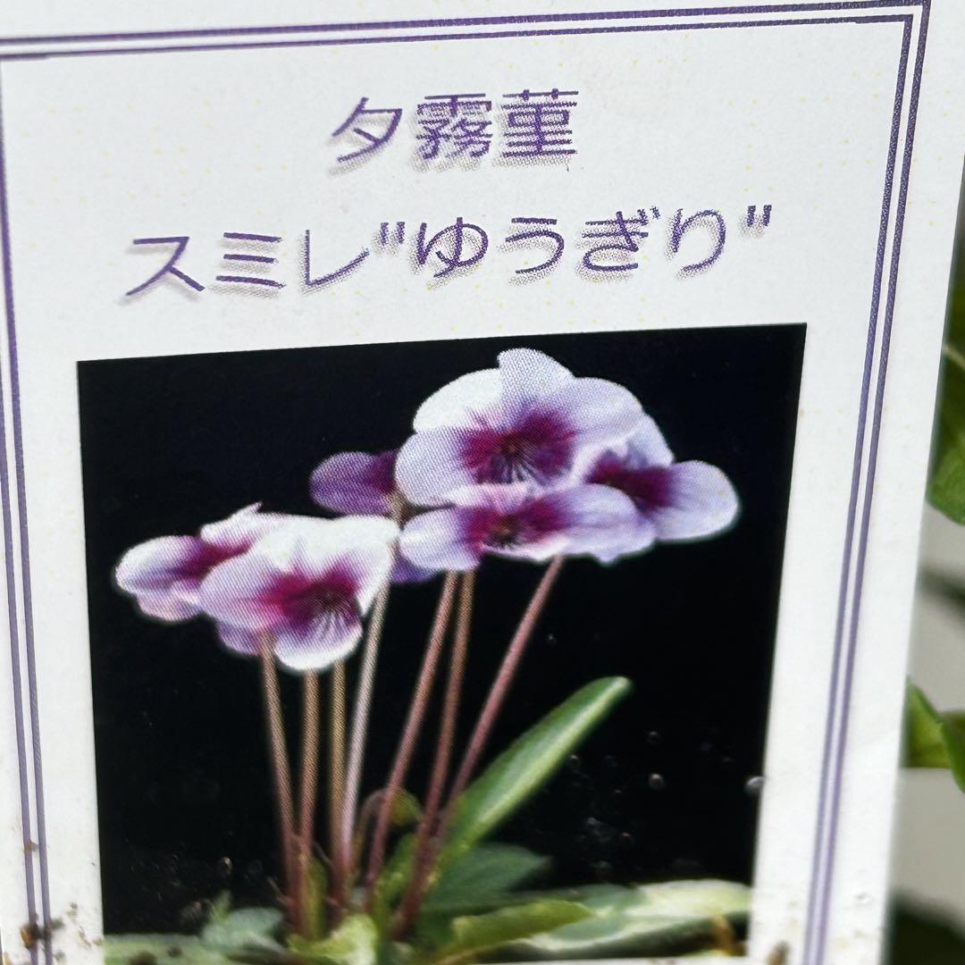 【価格調整中】山野草【希少】　夕霧すみれ　《4/6》