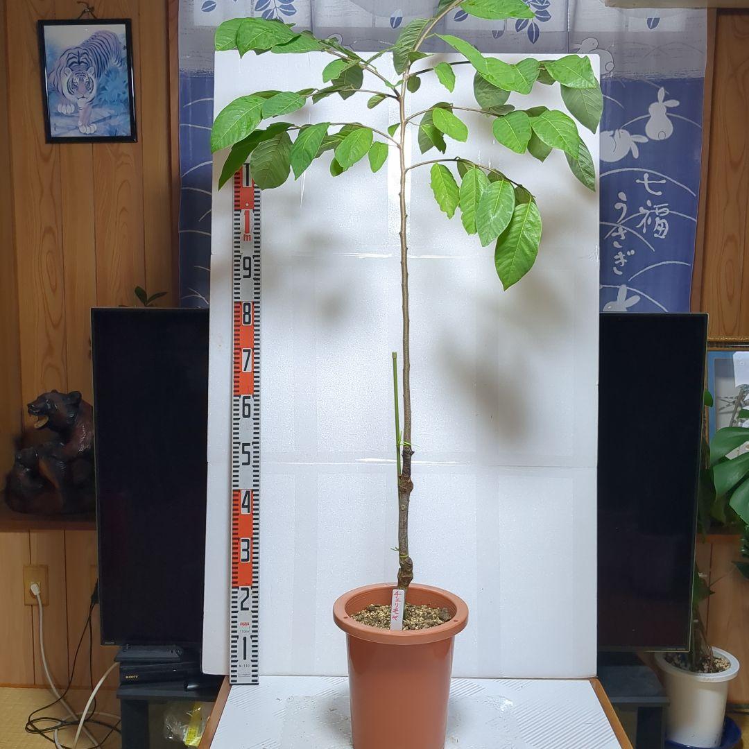 チェリモヤ。接ぎ木。果樹。鉢ごと無料で発送致します。