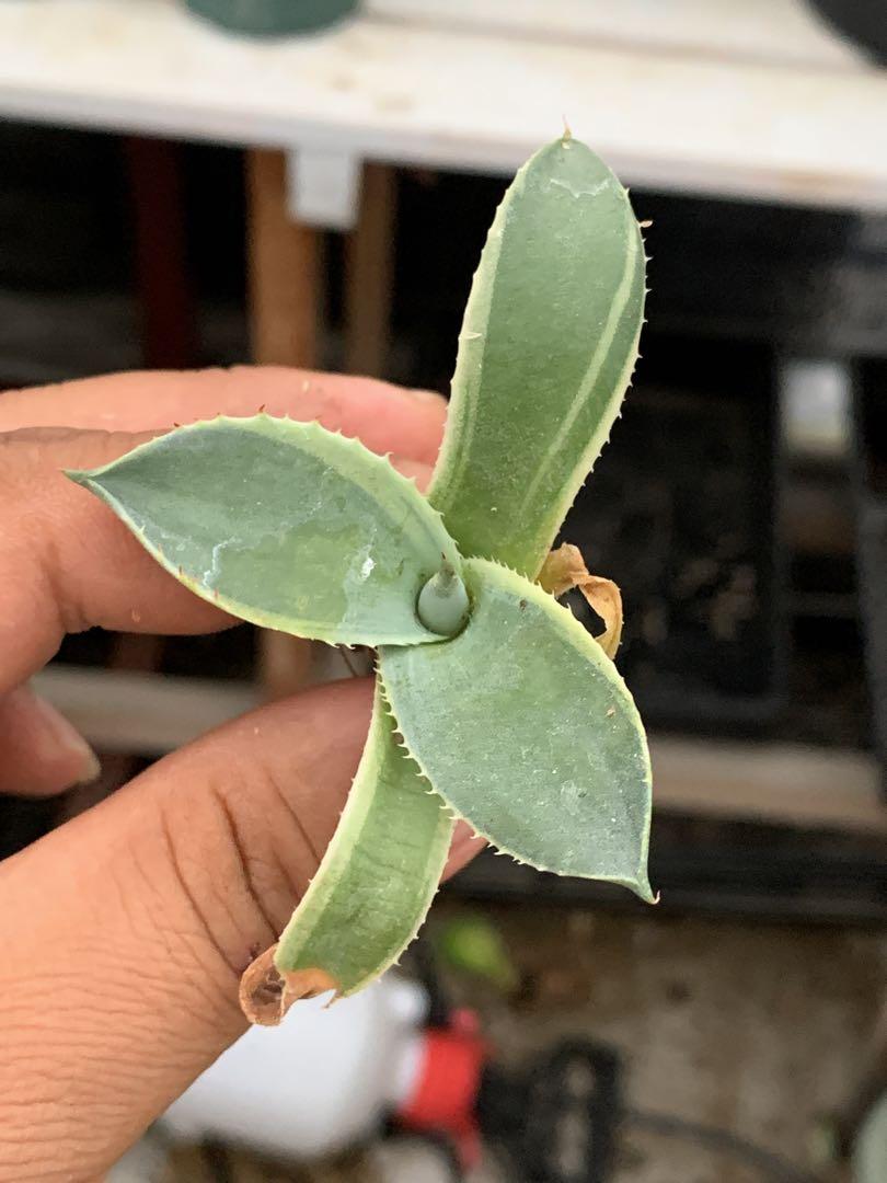 多肉植物アガベ パリー トランカータ オリザバTC子株