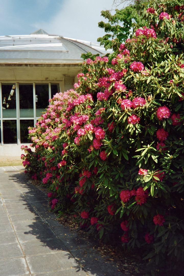 美品OLYMPUS TRIP35オリンパストリップ35貴重ブラック