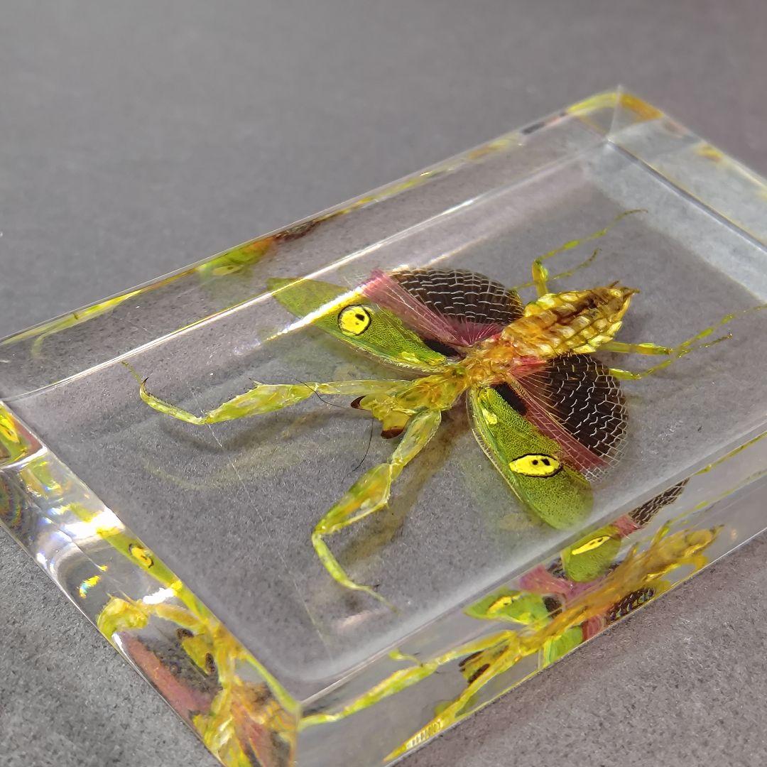 カマキリ 樹脂標本 ハナカマキリ - メルカリ