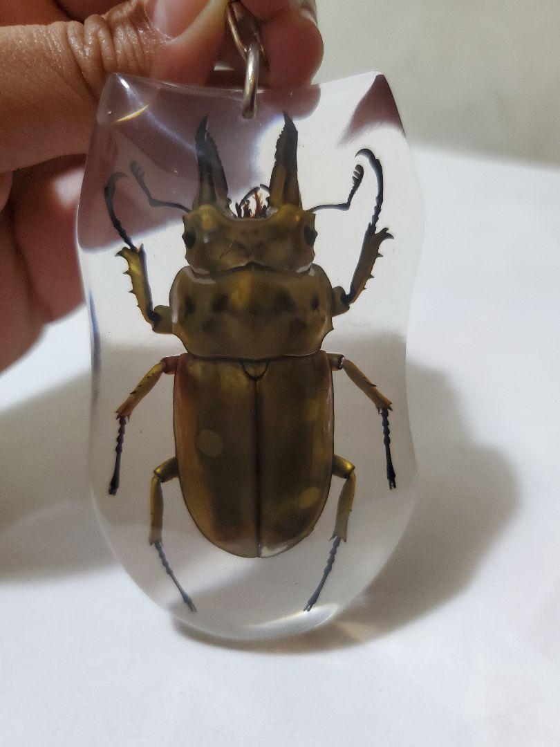 多少量　オウゴノニクワガタキーホルダー 　オス