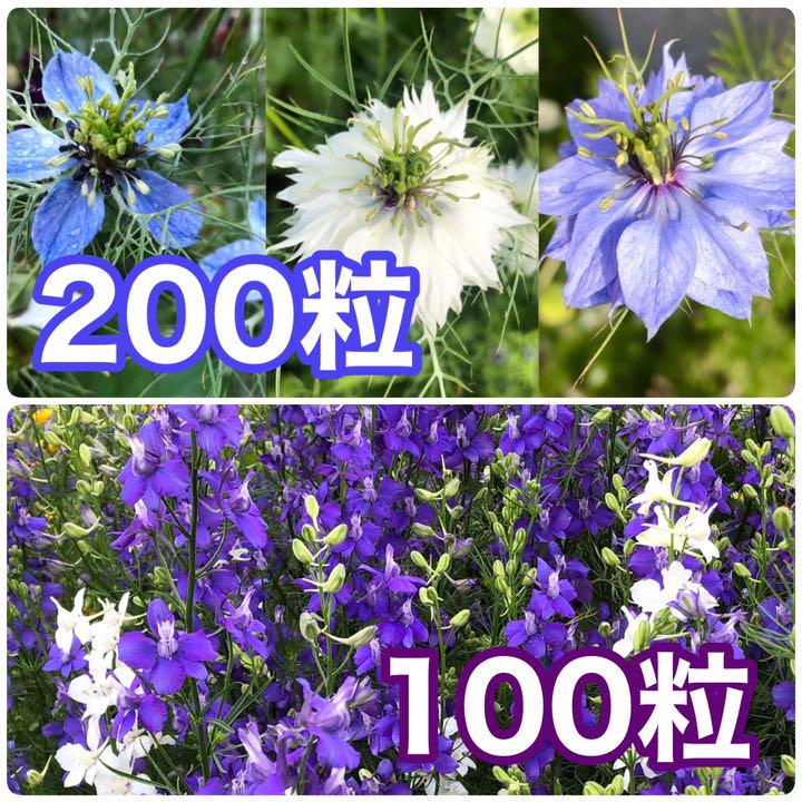 花の種 ニゲラ 千鳥草 ラークスパー メルカリ