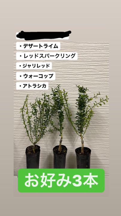【破格値下げ】 茶掛 共箱 掛軸4本セット「雲間孤鶴・白雲断処家山妙・寿・蓬莱」禅語 - 書