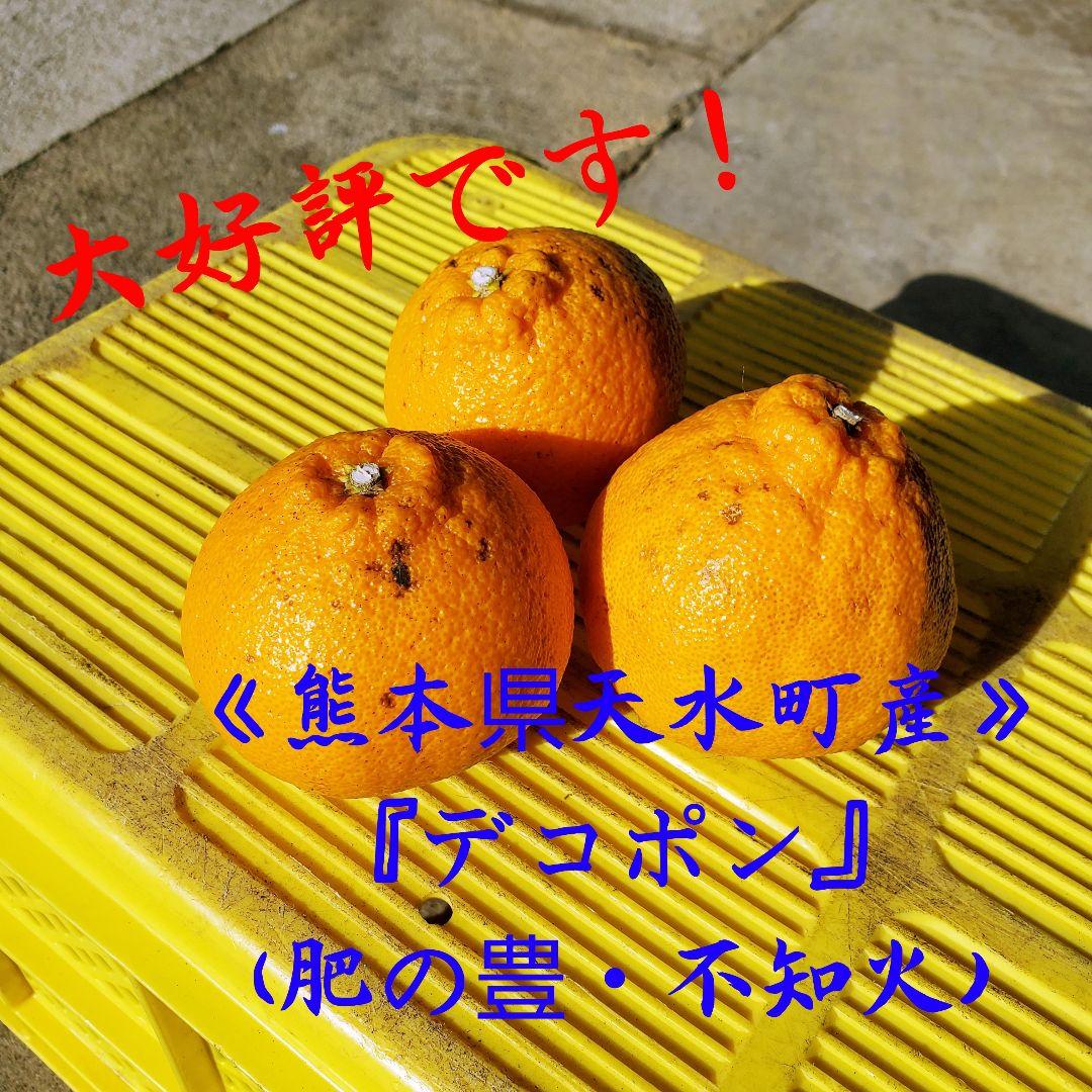おばちゃん『 不知火(デコポン)』箱込み9.9kg サイズ 大玉