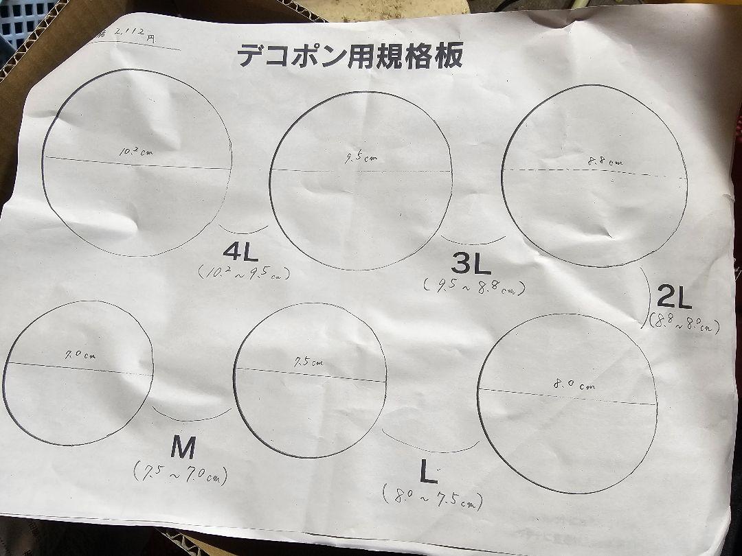 おばちゃん『 不知火(デコポン)』箱込み9.9kg サイズ 大玉