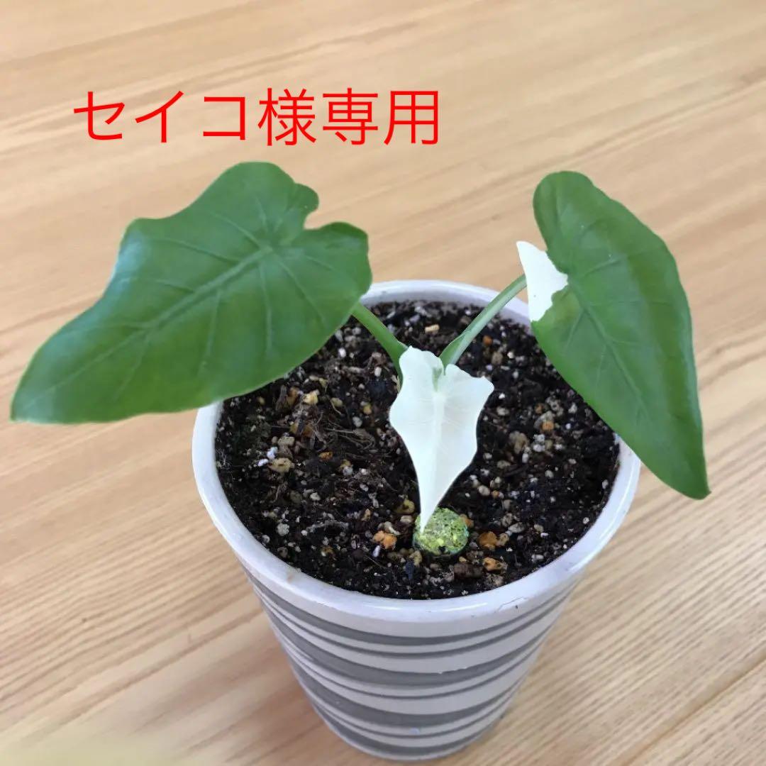 柔らかい 優良株 斑入りクワズイモ 植物 柔らかい 優良株 斑入りクワズイモ 植物