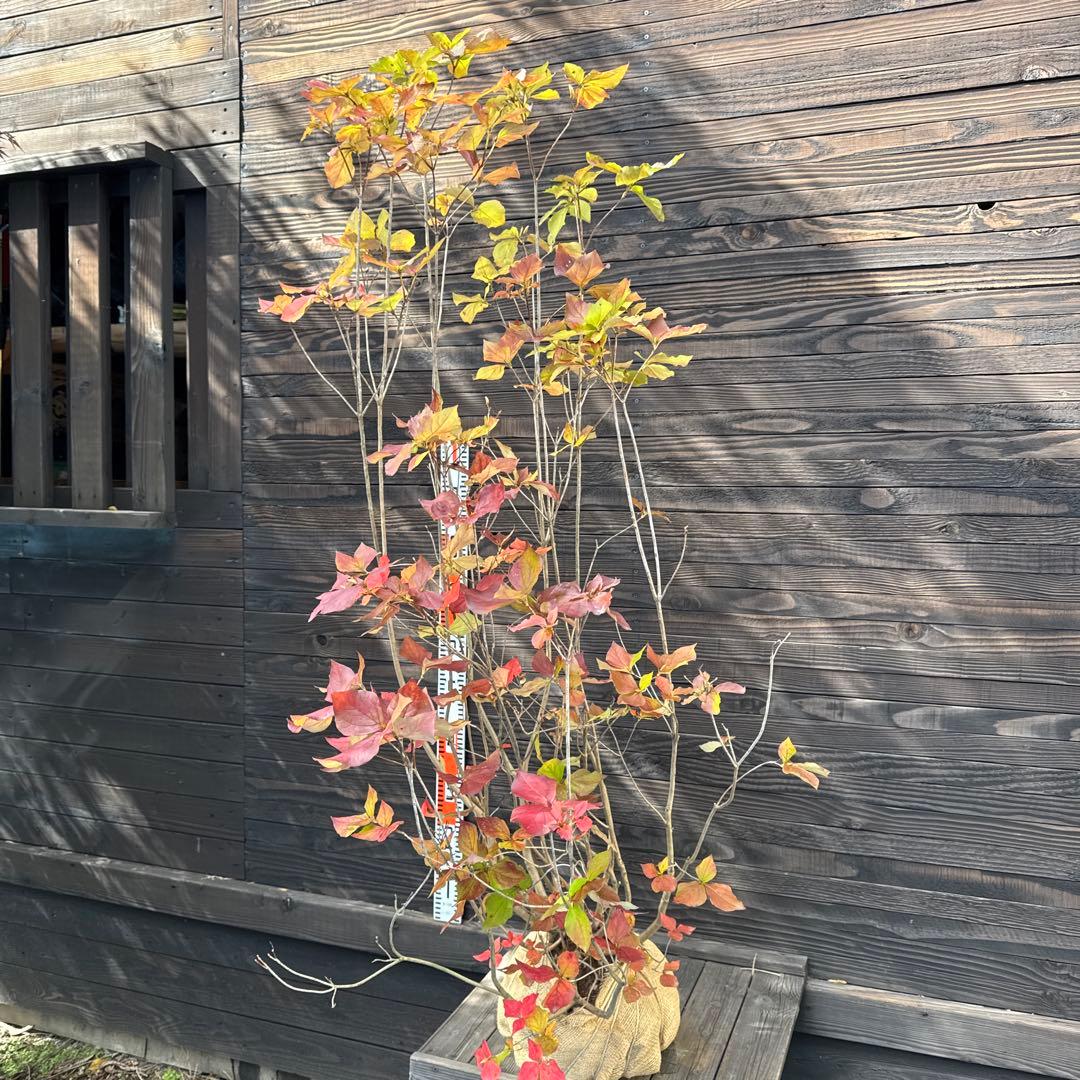 ミツバツツジ/株立ち【現品発送】管理70737 ミツバツツジ/株立ち【現品発送】管理70737