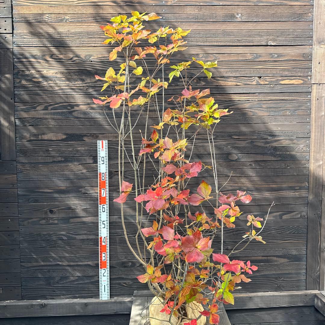 ミツバツツジ/株立ち【現品発送】管理70737 ミツバツツジ/株立ち【現品発送】管理70737