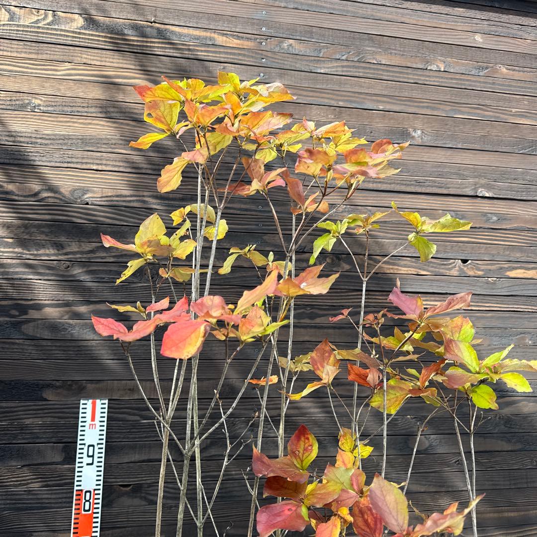 ミツバツツジ/株立ち【現品発送】管理70737 ミツバツツジ/株立ち【現品発送】管理70737