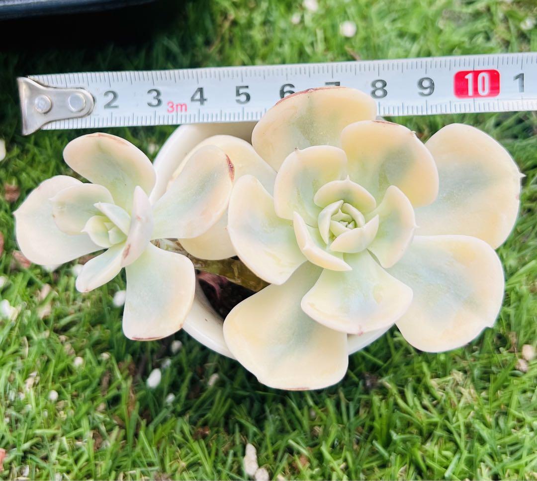 多肉植物 ルノーディーン錦 群生株 抜き苗 エケベリア韓 - メルカリ