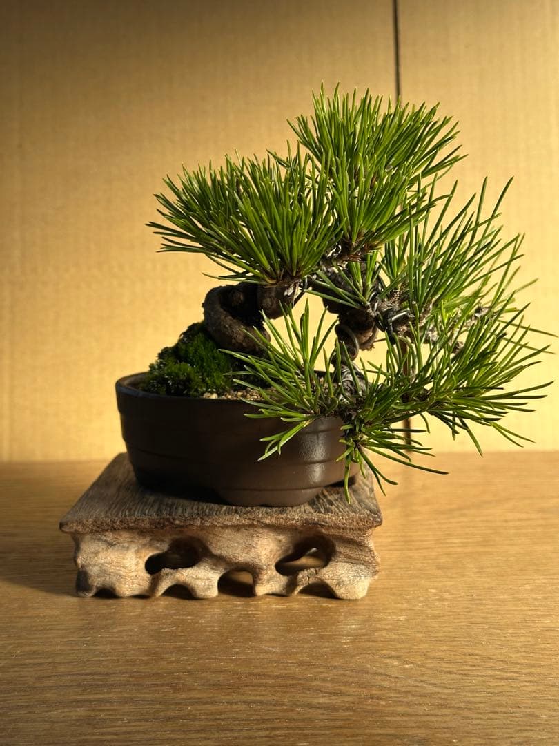 まめ ミニ 盆栽黒松-4 まめ ミニ 盆栽黒松-4