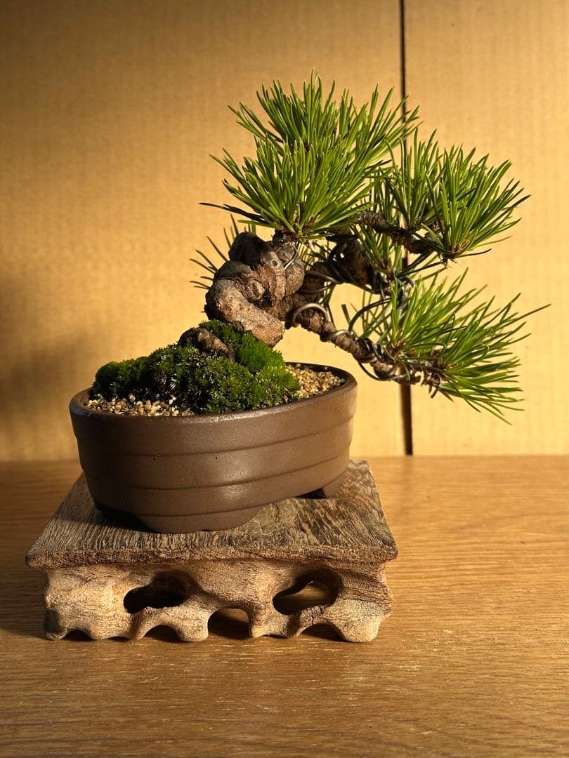 まめ ミニ 盆栽黒松-4 まめ ミニ 盆栽黒松-4