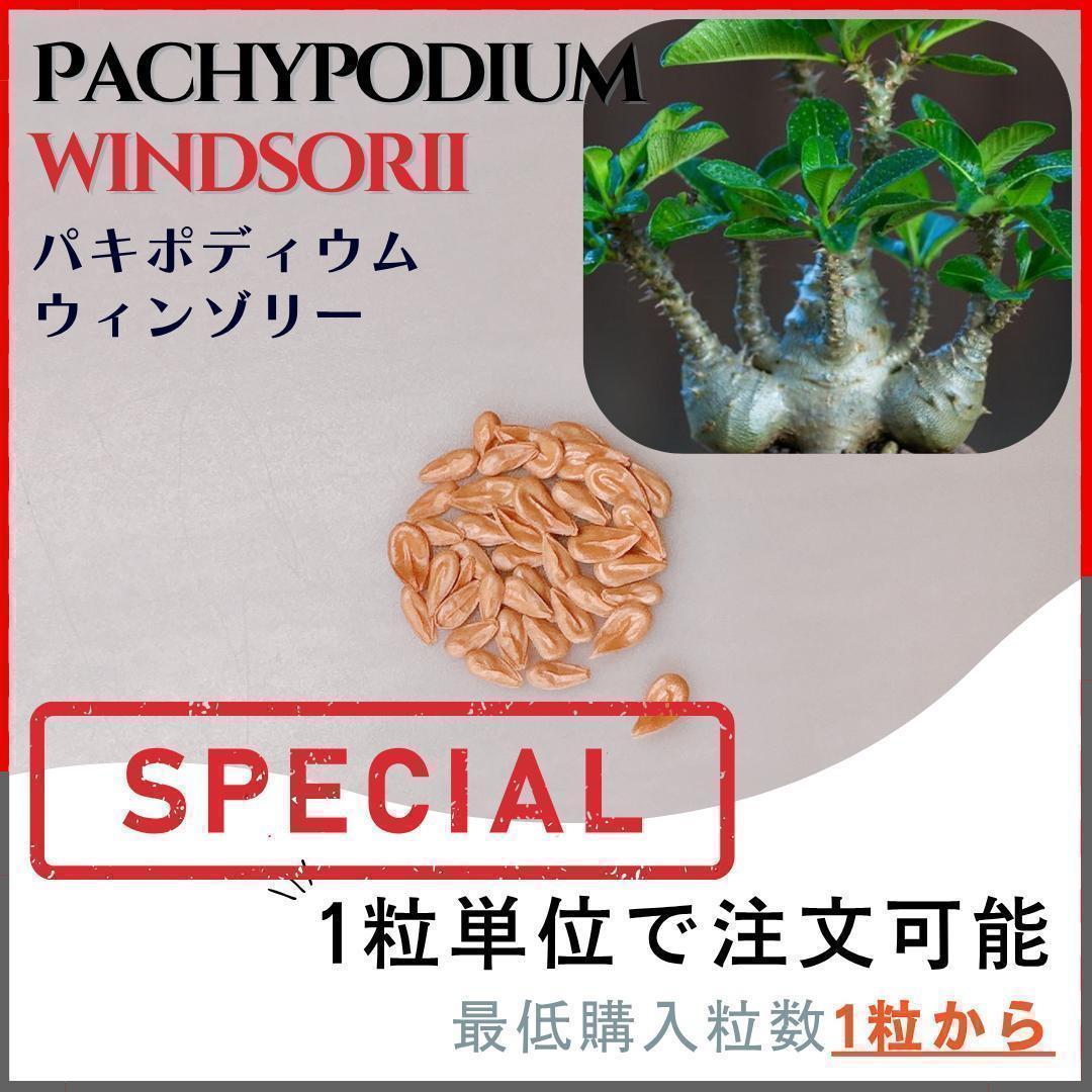 carvani♪　パキポディウム　ウィンゾリー種子5粒ｘ２ 種子】パキポディウム ウィンゾリー /セット割あり 数量1粒から