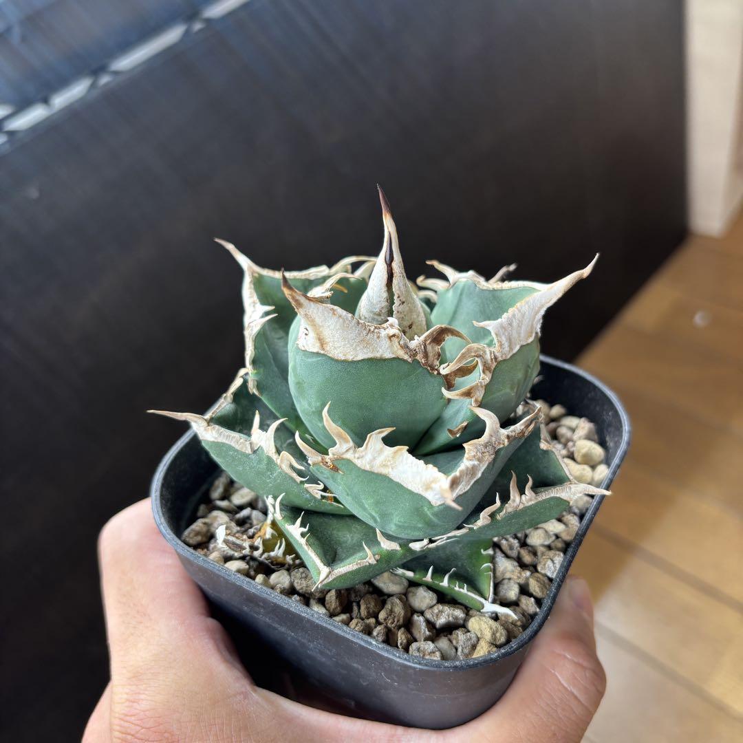 なすです様専用ページ