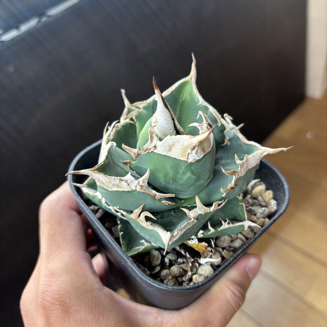 なすです様専用ページ