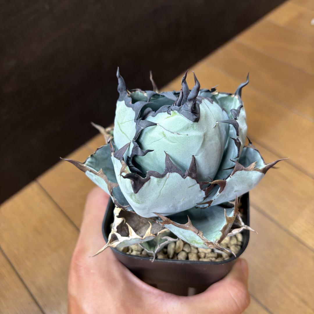 なすです様専用ページ