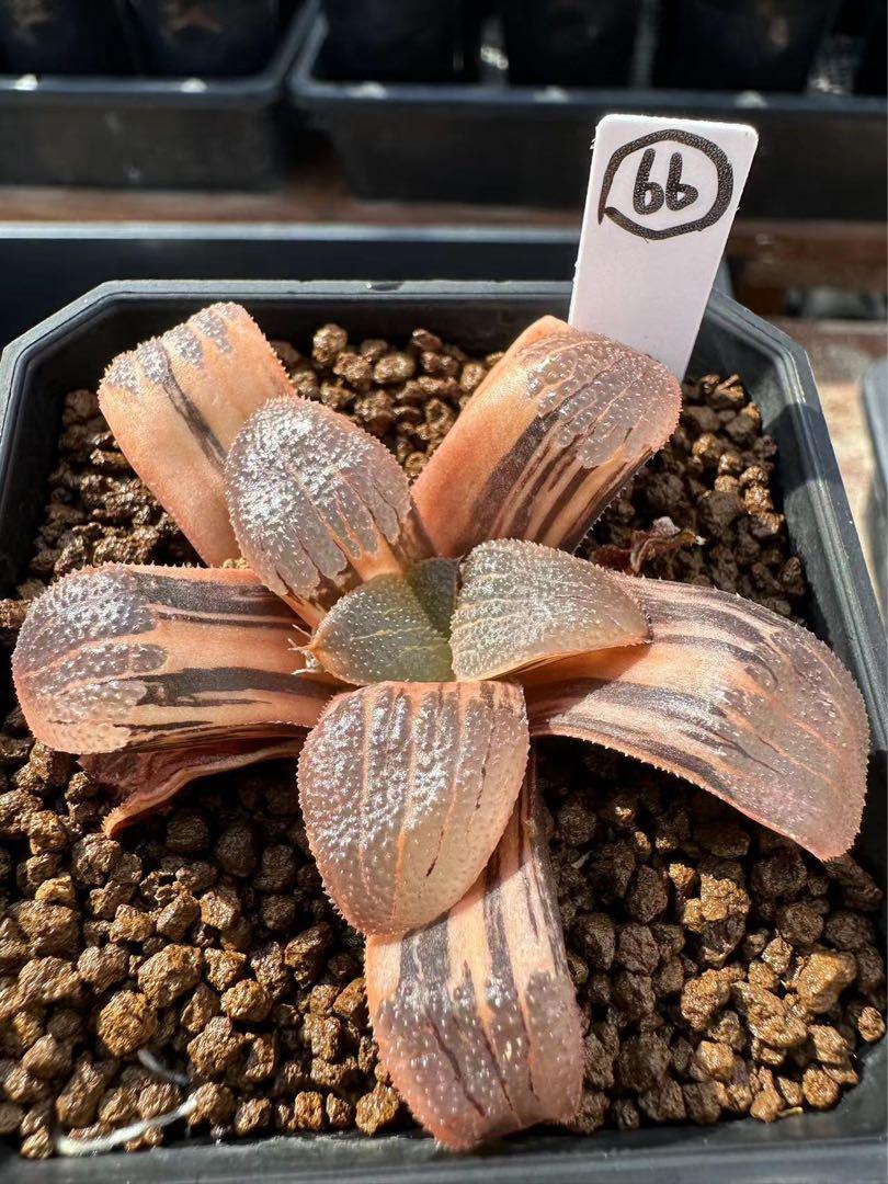 66a番　ハオルチア 多肉植物 スプリング錦 自家繁殖