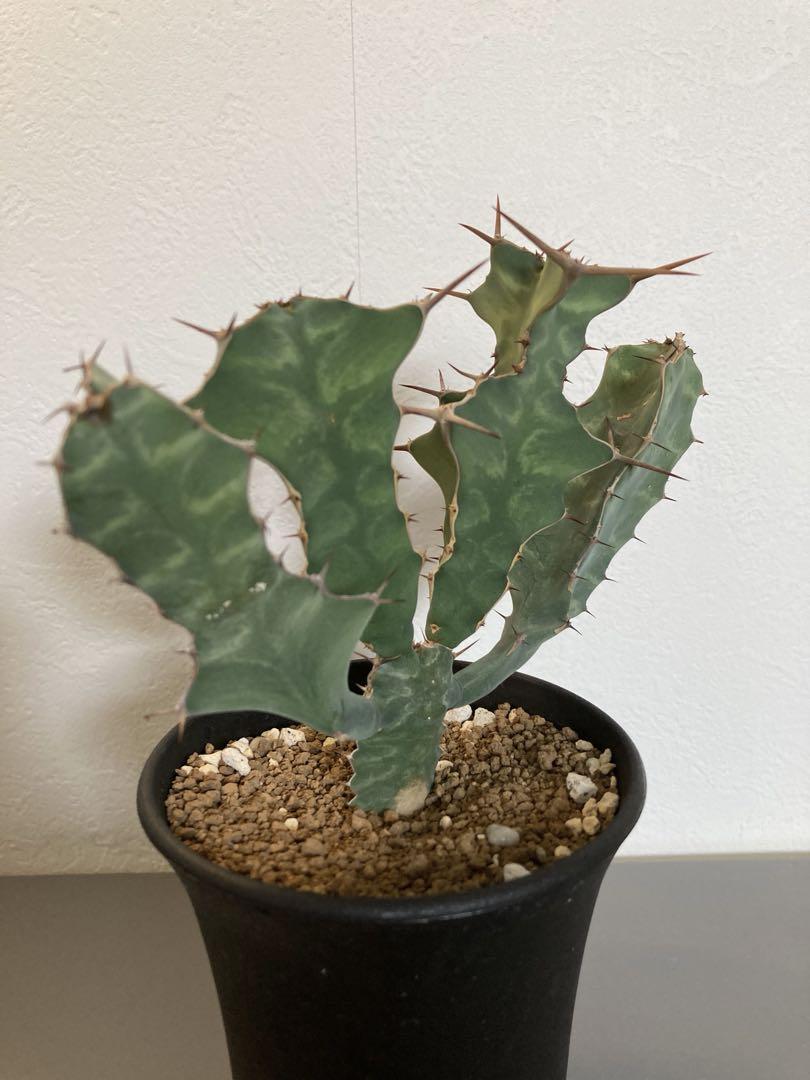 Yahoo!オークション - Euphorbia groenewaldiiユーフォルビア