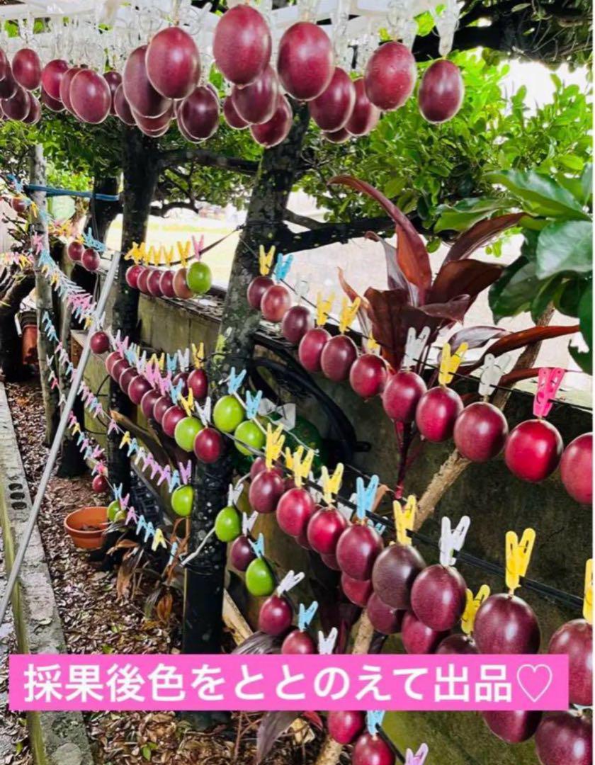 ☆1点限り☆沖縄産！規格外パッションフルーツ5kg
