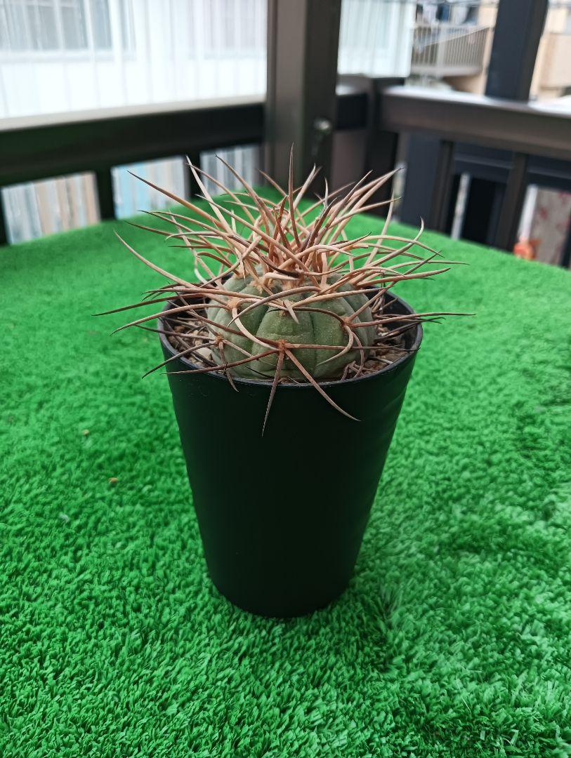 サボテン　光琳玉　ギムノカリキウム