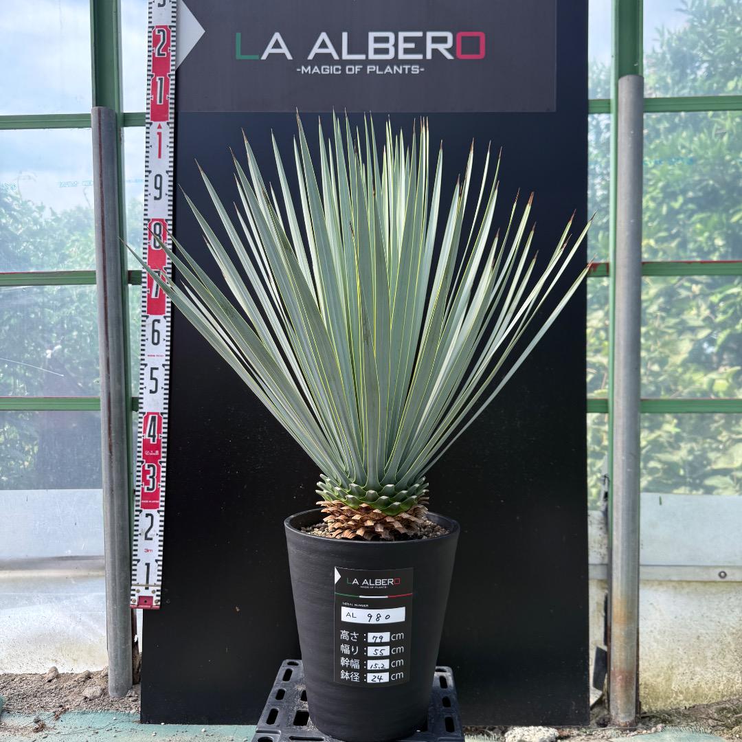 【AL980】ユッカ　ロストラータ