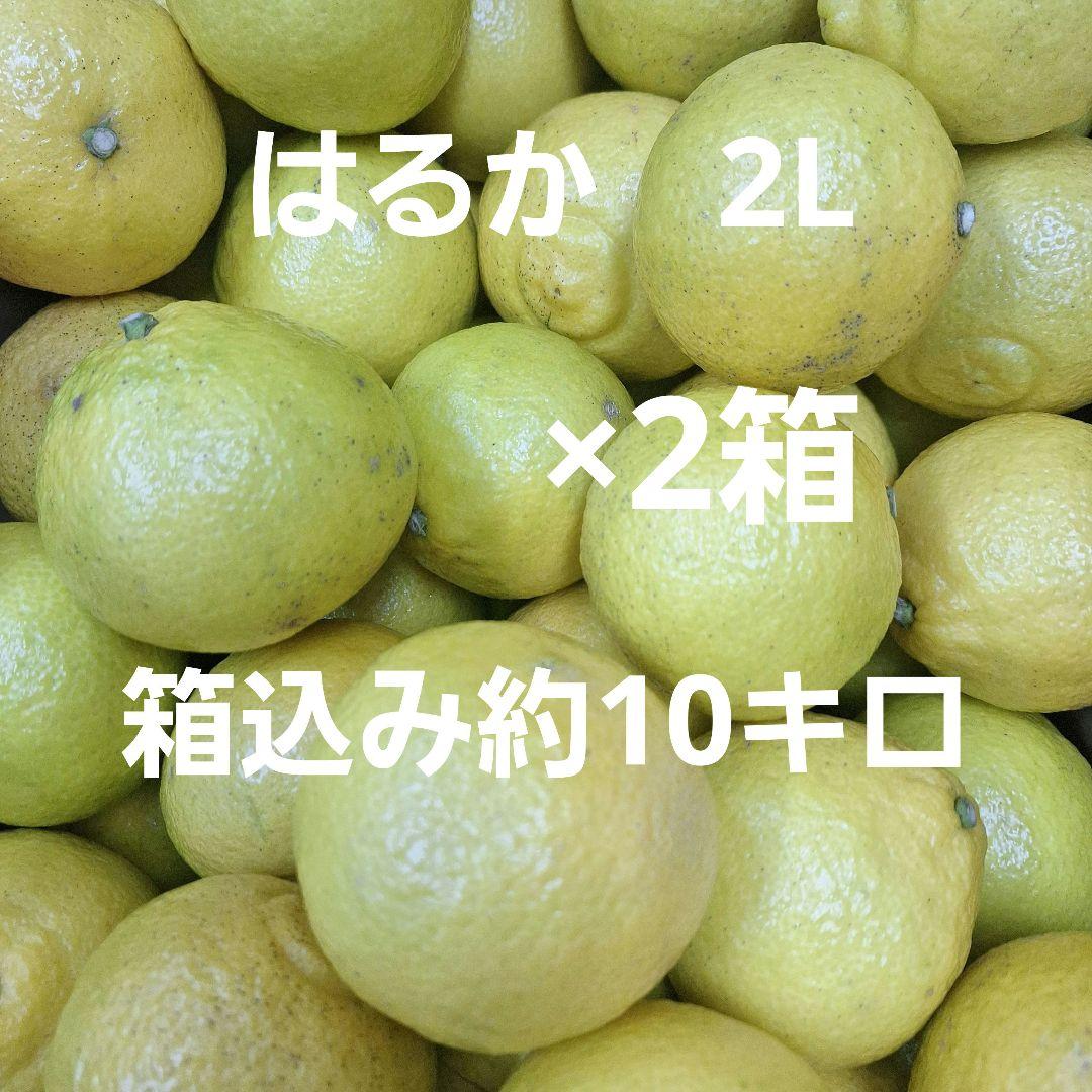 はるか 2L 箱込み約10キロ×2箱