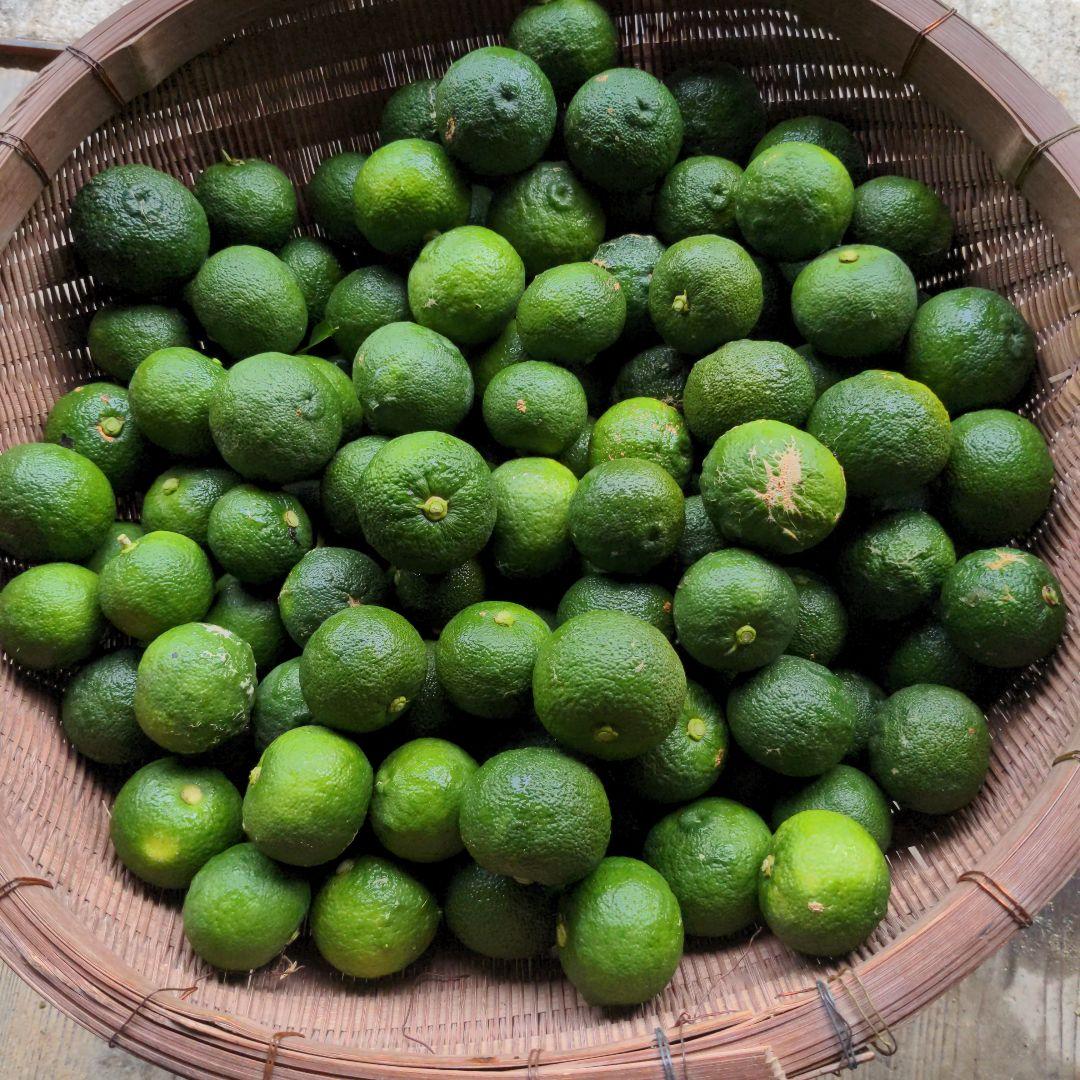 ゆず胡椒に！青柚子２０kg（愛媛県産）。冷奴、刺身、そうめんの薬味、酒、焼酎に◎